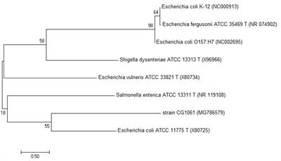 Aflatoxin B1 Degradation and Detoxification by Escherichia coli CG1061 Isolated From Chicken Cecum